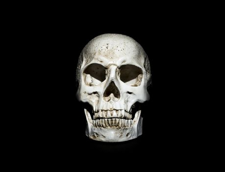 Photo of a skull on a black background