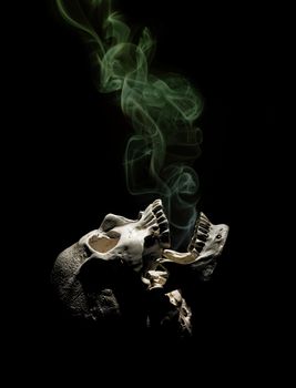 Photo of a skull on a black background