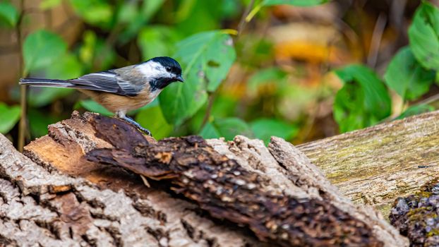 A chickadee is standing on bark from a fallen tree, on the edge of a wooden bench. The length of its body is seen, along with its profile, as it looks to the right. Forest foliage is seen behind.
