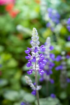 The background image of the colorful flowers, background nature