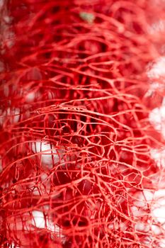 Red flower strange tropical blossom fruit macro background fifty megapixels
