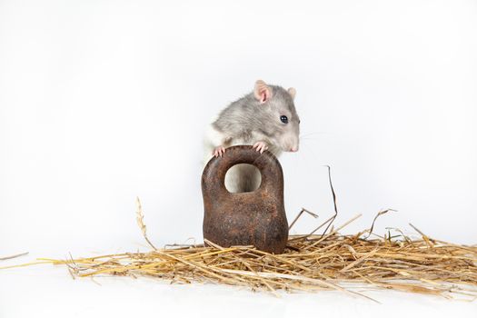 Rat and old iron weight on an isolated studio background