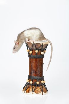 rat and ethnic drum on an isolated studio background