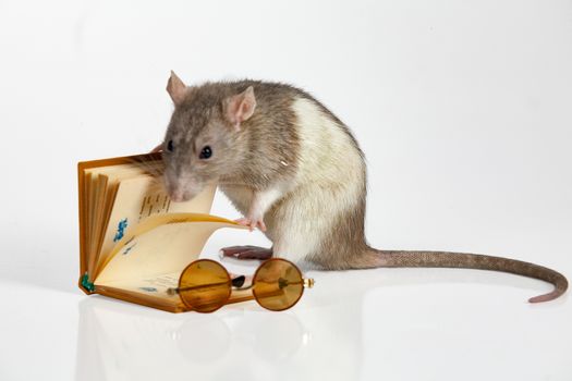 rat, glasses and book on an isolated studio background