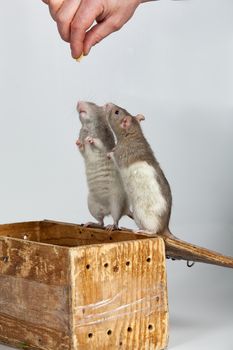Two rats standing on a wooden box