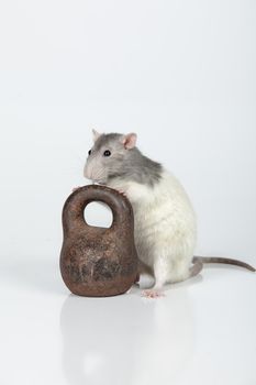 Rat and old iron weight on an isolated studio background
