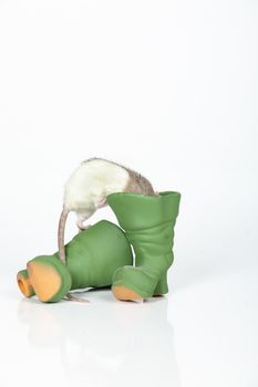 Rat and toy ceramic boots on an isolated studio background