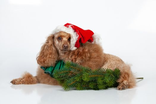 Poodle and New Year accessories on an isolated studio background