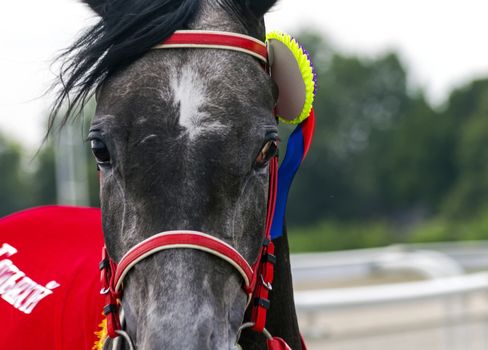 PYATIGORSK, RUSSIA - JULY 08, 2018:Winner of the Grand Prize for mares OAKS in Pyatigorsk - grey arabian horse mare Prikhot Dubaya Tersk.