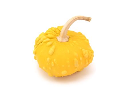 Warted yellow ornamental gourd with long, curved stalk, on a white background
