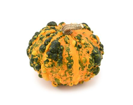 Unusual warted ornamental gourd with orange skin and dark green markings, on a white background