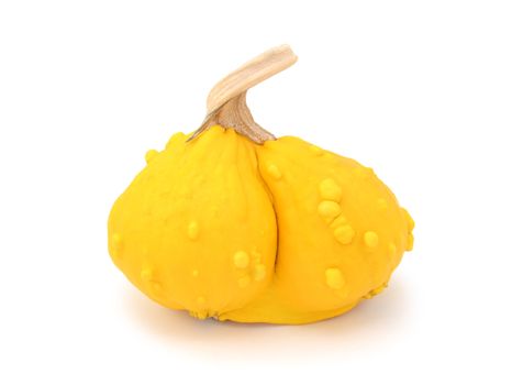 Yellow warted gourd with two conjoined halves - unusual natural anomaly, on a white background