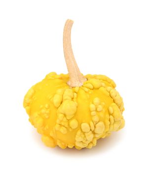 Yellow, disc-shaped ornamental gourd with warty skin for Thanksgiving decoration, on a white background