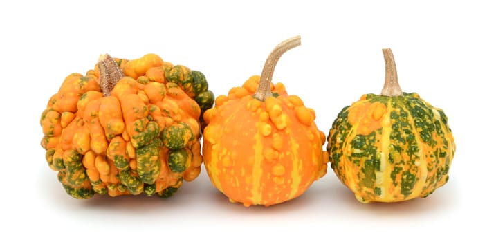 Unusual warted decorative gourds with multi-coloured green and orange skins, on a white background