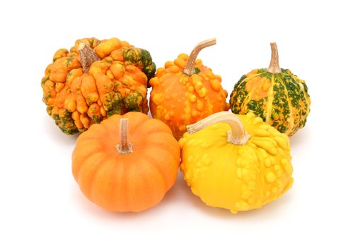 Five ornamental gourds, orange, green and yellow, for Thanksgiving decoration, on a white background