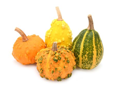 Group of warted ornamental gourds in different colours - orange, yellow and green, on a white background