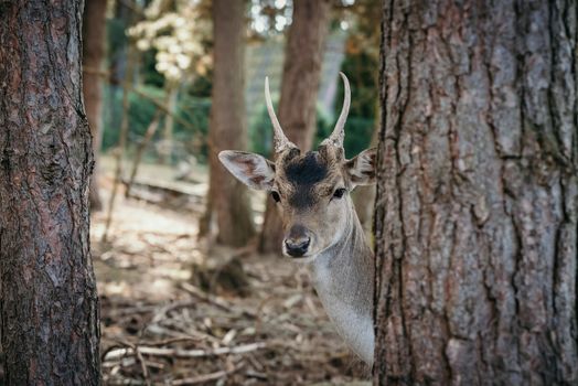Photo of roe deer standing in a forest or eating acorn from hand