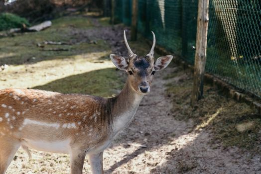 Photo of roe deer standing in a forest or eating acorn from hand