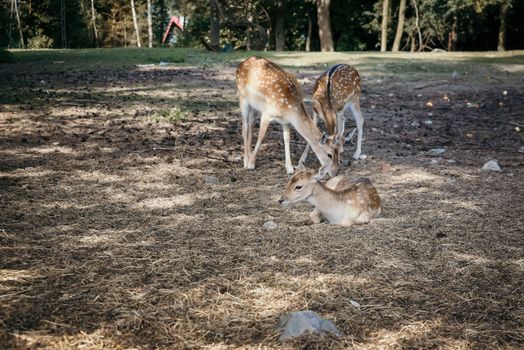 Photo of roe deer standing in a forest or eating acorn from hand