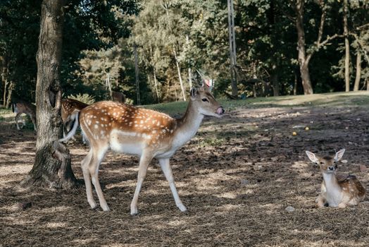 Photo of roe deer standing in a forest or eating acorn from hand