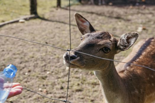 Photo of roe deer standing in a forest or eating acorn from hand