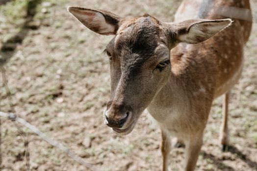 Photo of roe deer standing in a forest or eating acorn from hand