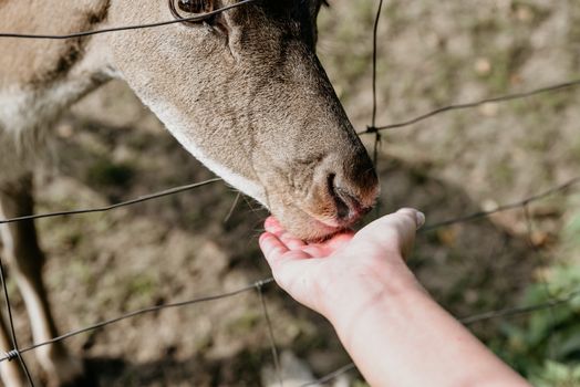 Photo of roe deer standing in a forest or eating acorn from hand
