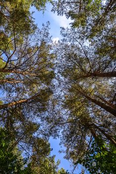 Looking up nature forest scene - pine tree against blue sky