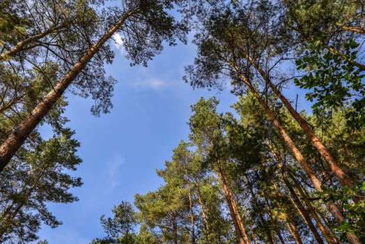 Looking up nature forest scene - pine tree against blue sky