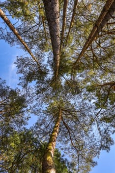 Looking up nature forest scene - pine tree against blue sky