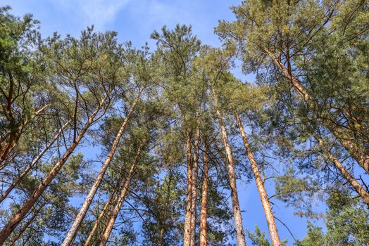 Looking up nature forest scene - pine tree against blue sky