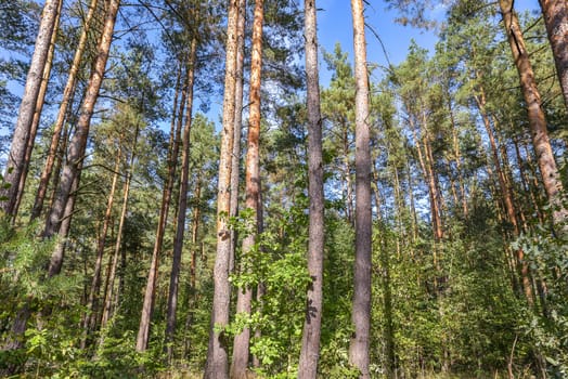 Looking up nature forest scene - pine tree against blue sky