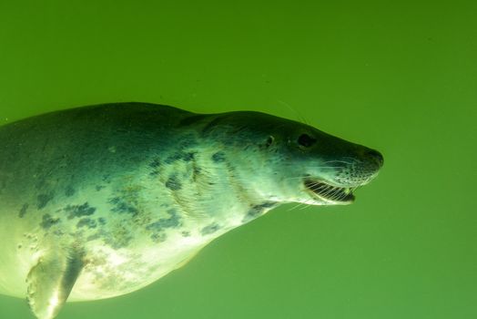 View through the underwater window of a swimming seal in green water as tourist attraction