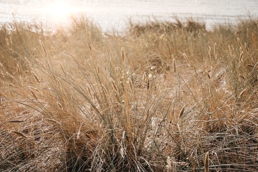 Dune grass near the seaboard during summer time