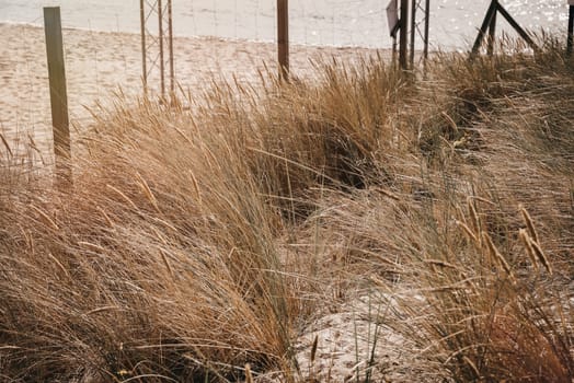 Dune grass near the seaboard during summer time