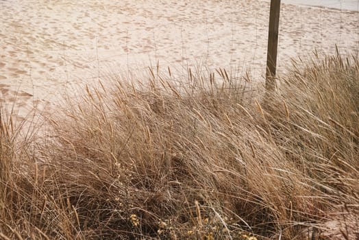 Dune grass near the seaboard during summer time