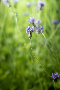 The background image of the colorful flowers, background nature