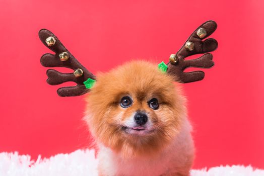 Closeup Chihuahua dog funny portrait in reindeer, christmas deer costume on red background