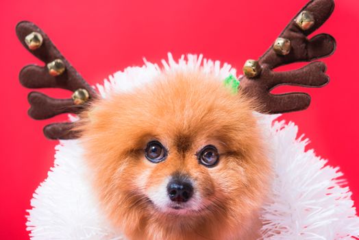 Closeup Chihuahua dog funny portrait in reindeer, christmas deer costume on red background