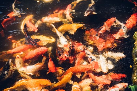 Many beauty carp fish colorful swimming on garden pond