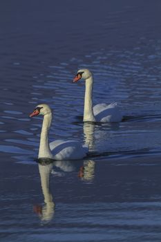 two very beautiful white swans in a lake