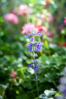 The background image of the colorful flowers, background nature