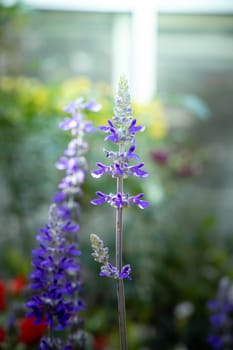 The background image of the colorful flowers, background nature