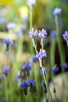 The background image of the colorful flowers, background nature