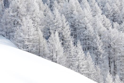 Winter landscape with mountain forest of snow covered trees
