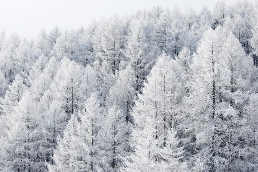 Winter landscape with mountain forest of snow covered trees