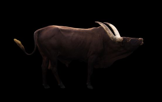 male ankole watusi standing in dark background