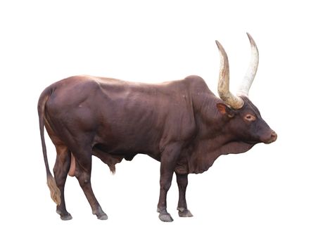 male ankole watusi isolated on white background