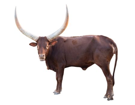 female ankole watusi isolated on white background