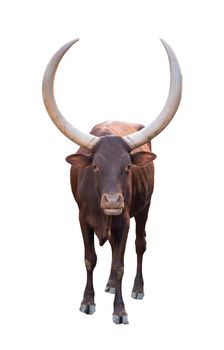 female ankole watusi isolated on white background